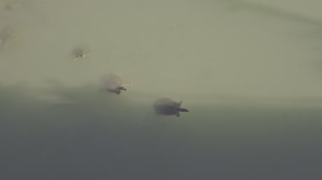 видео из отзыва ID 2653210