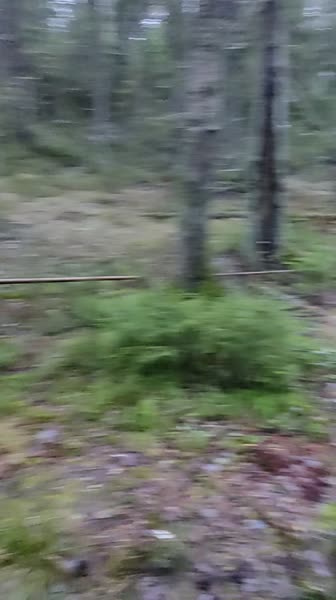 video 530205