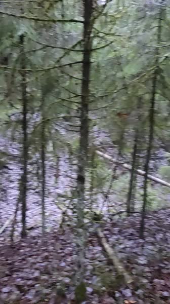 video 530206