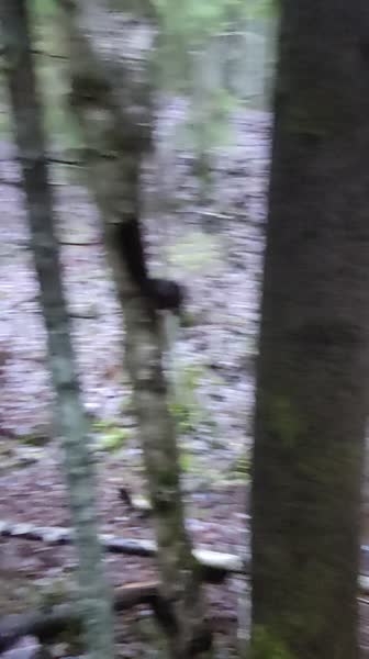 video 530207