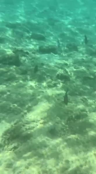 видео из отзыва ID 2670886