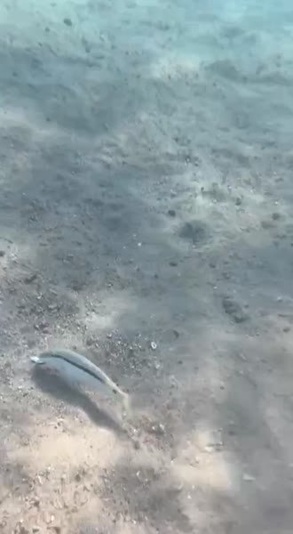 видео из отзыва ID 2670886