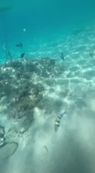 видео из отзыва ID 2670886