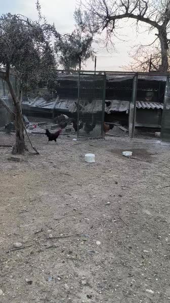 видео из отзыва ID 2681613
