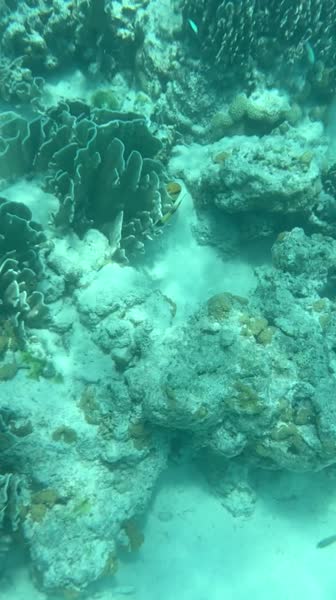 Видео из отеля Riu Atoll 4*