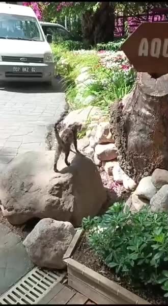 видео из отзыва ID 2683311