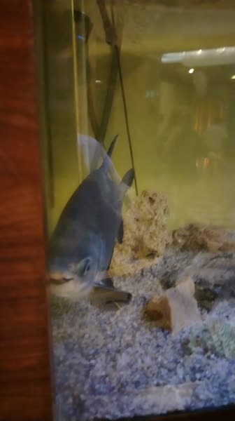 Hotel videos
