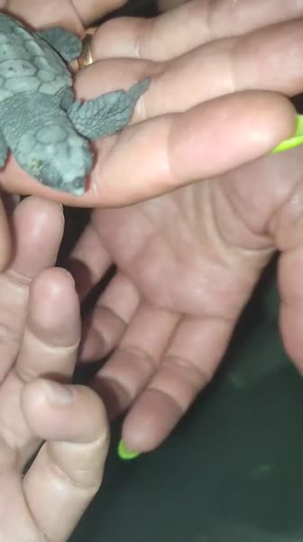 видео из отзыва ID 2686328