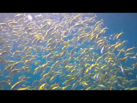 Снорклинг на Мальдивах! Рай для любителей океанов!