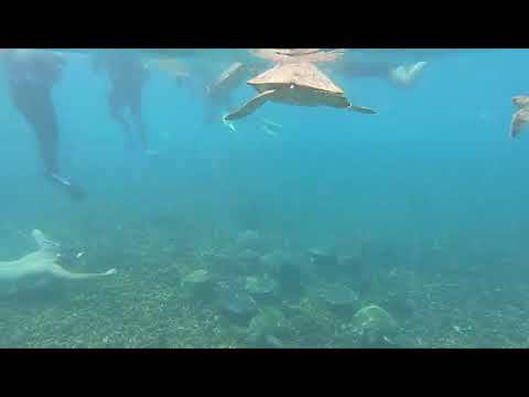 Diving